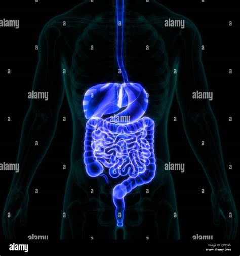 Anatomie Der Menschlichen Verdauungssystem Stockfotografie Alamy