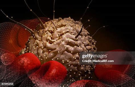 59 Hematopoietic Stem Cells Stock Photos, High-Res Pictures, and Images ...