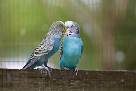 9 Top Blue Parrot Species to Keep as Pets