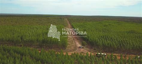 Fazenda à Venda Eucalipto Mogno e Pecuária 1 853 hectares