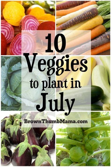 Easy Veg To Grow In July Garden Plant