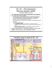 Biol A P Lecture Notes Ch Autonomic Nervous System Notes