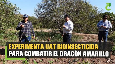 Experimenta UAT bioinsecticida para combatir el dragón amarillo