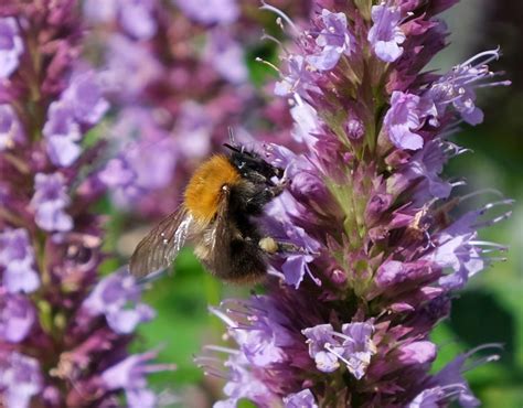 Agastache 'Crazy Fortune' | Plant of the Month | Mr Plant Geek