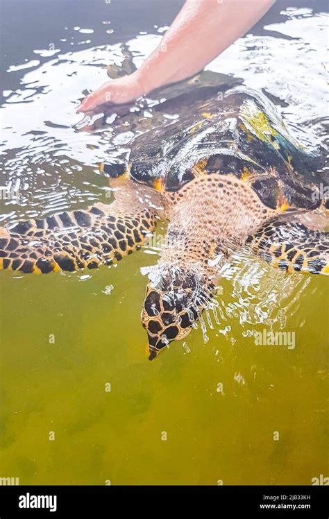 El Hombre Sostiene A La Tortuga Verde De Mar Carey Tortuga De Mar