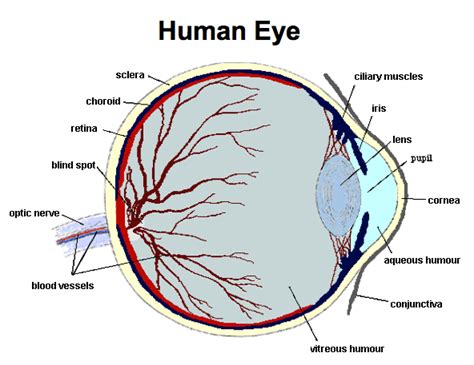 PHOTOBIOLOGY Of The HUMAN LENS Below Zero