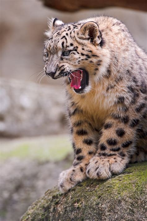 Snow Leopard Cub With A Funny Expression One Of The Cubs P Flickr