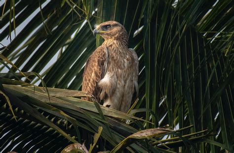 Eagle in Nest · Free Stock Photo