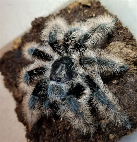 Curly Hair Tarantula Tliltocatl Albopilosus Tarantulas Bug Pets