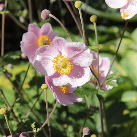 Japanese Anemone Anemone Hupehensis Var Japonica Anemone Peony