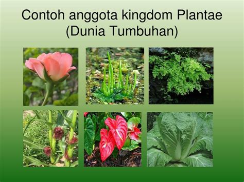 Kingdom Plantae Dunia Tumbuhan Hot Sex Picture