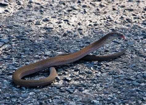 Legless Lizard Or A Snake Photograph By Miroslava Jurcik