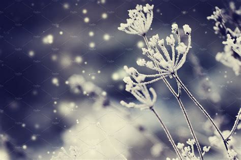 Frozen Flowers Wallpapers Wallpaper Cave