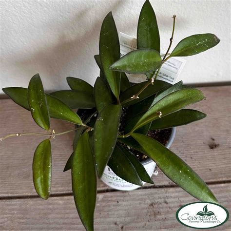 HOYA Adrift™ – Covingtons