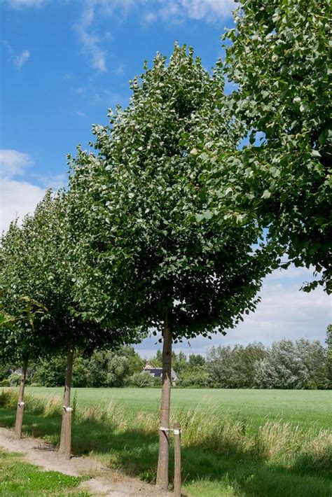 Tilia Cordata Greenspire Tilia Cordata Greenspire Van Den Berk