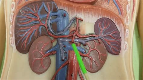 Lab Hepatic Portal System Youtube