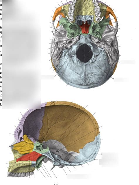 Osteologi Occipitale Diagram Quizlet