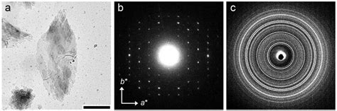 34 A Tem Image Of V Amylose Complexed With 1 Naphthol Scale Bar 1 Download Scientific