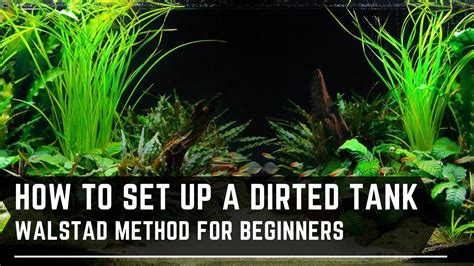 How To Set Up A Walstad Method Tank Dirted Tanks For Beginners Youtube