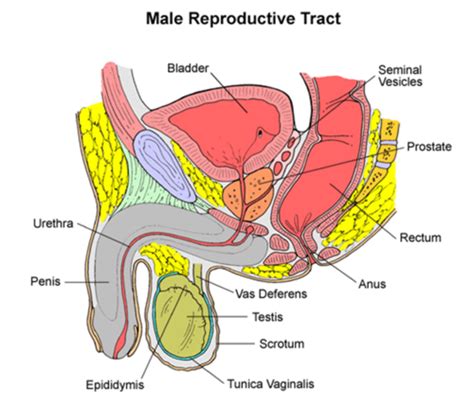 Structure And Function Of The Lower Urinary Tract Flashcards Quizlet