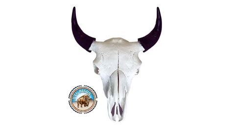 The American Bison Skull | UTE Bison