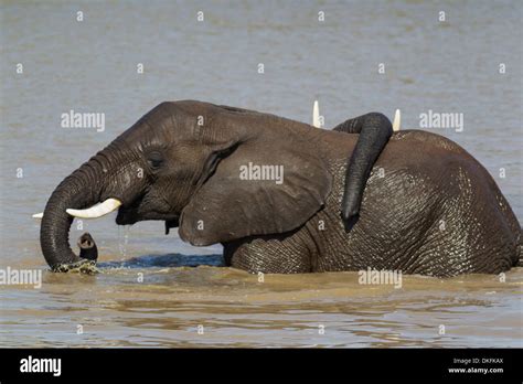 African Elephants Loxodonta Africana Two Bulls In The Shingwedzi