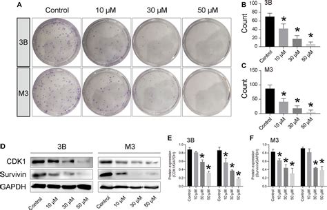 Frontiers Schisantherin A Inhibits Cell Proliferation By Regulating