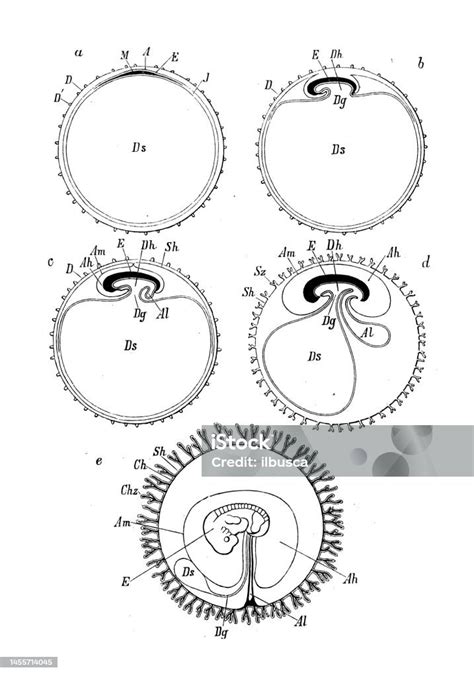 Gambar Zoologi Biologi Antik Perkembangan Telur Dan Embrio Mamalia