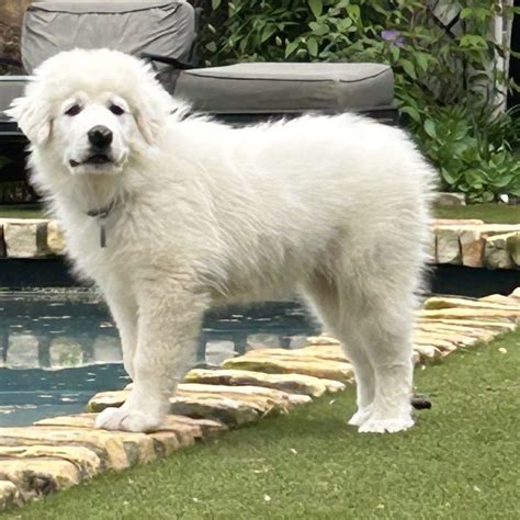 Harley Clover Great Pyrenees Rescue Of Atlanta