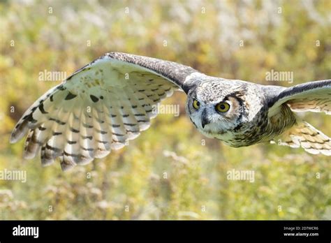 Great Horned Owl In Flight And Perching Stock Photo Alamy