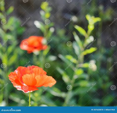 Papaver Rhoeas Nomes Comuns Incluem Milho Papoila Milho Rosa Papoila