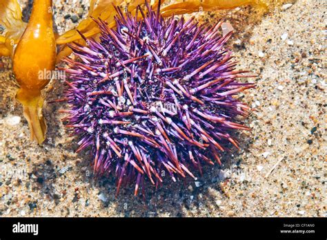 Purple Spined Sea Urchin