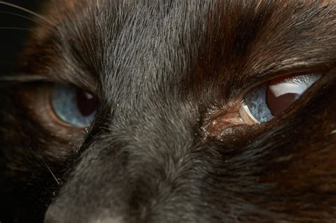 Premium Photo | Details of the eyes of a siamese cat