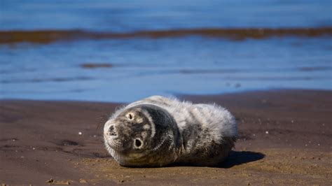 Bretagne la mort d un bébé phoque échoué sur une plage indigne les