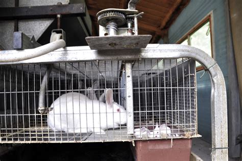 Cunicultura La Manresana Una Granja Para Criar Conejos De Kilos