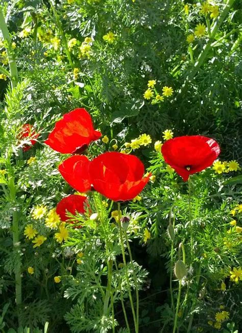 А у нас появились маки | Poppies, Flowers, Plants