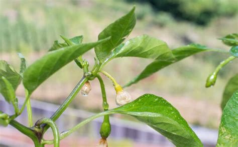 Pepper Plant Flowering But No Fruit 7 Reasons Solutions