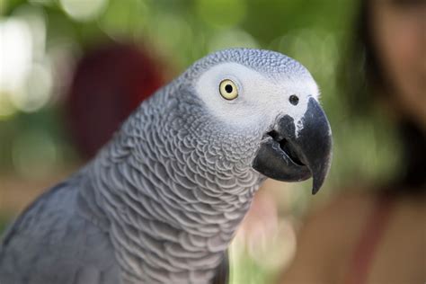 7 Best Pet Bird Species | PetMD