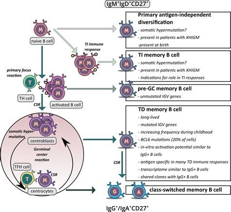 Frontiers Human Igmexpressing Memory B Cells