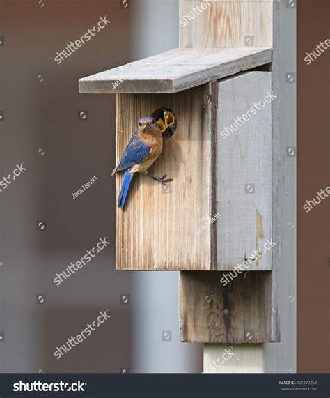 756 Bluebird box Images, Stock Photos & Vectors | Shutterstock