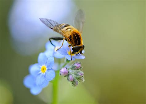 壁紙、ミツバチ、昆虫、Forget-me-not、動物、花、ダウンロード、写真