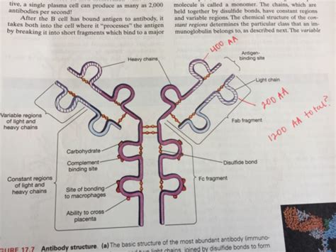 Biochemistry Ch 3 Nonenzymatic Protein Function And Protein Synthesis