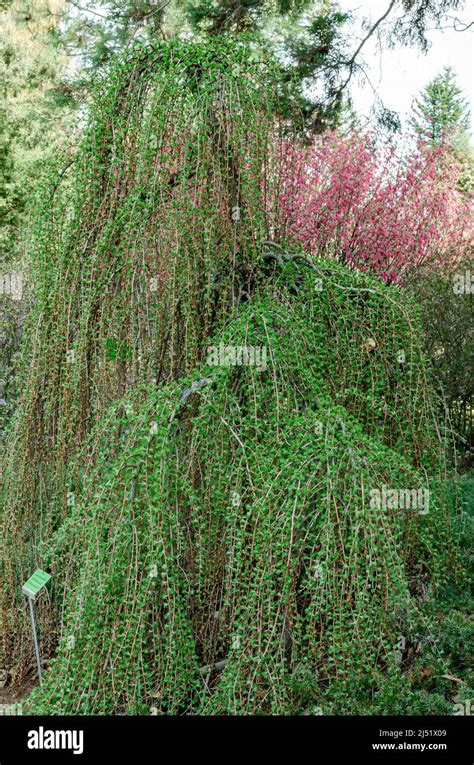 Larix Kaempferi Stiff Weeping Stock Photo Alamy