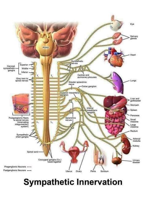 SOLUTION: Cranial nerves complete detail notes nervous system - Studypool