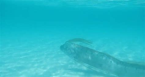 Beachgoers See Real-Life Sea Serpent At Shoreline