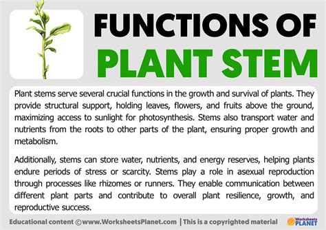 Functions of Plant Stem