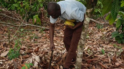 En C Te Divoire Linterminable Combat Des Planteurs De Cacao