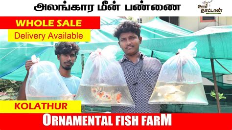 வண்ண மீன் பண்ணை Colour Fish Wholesale Kolathur Koi Carp Fish Farm