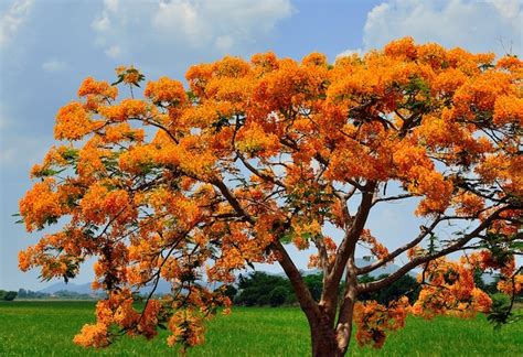 Premium Photo Close Up Of Group Delonix Regia Flower