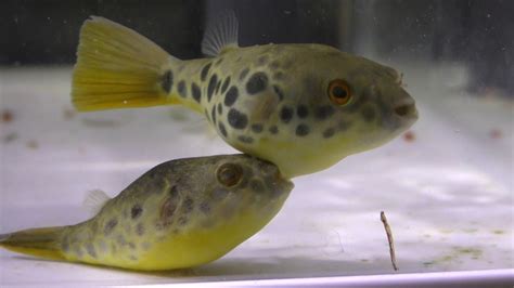 Tetraodon Schoutedeni Spotted Congo Puffer Aquainfo